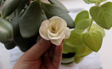 Роза из фоамирана своими руками: пошаговый мастер-класс