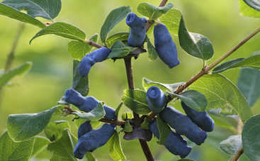 Ягода жимолость: полезные свойства и рецепт блюда