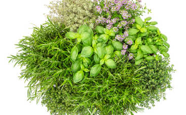 Какие травы нужно святить на Троицу: в чем их сила и предназначение