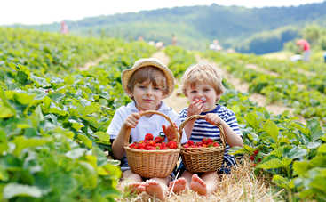 Можно ли есть немытые фрукты и ягоды: советует доктор Комаровский