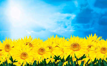 День Конституции Украины 2019: самые красивые открытки и поздравления