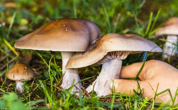 Грибы: как отличить съедобный от ядовитого. Первая помощь при отравлении
