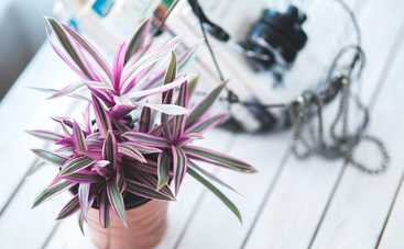 ТОП-7 натуральных удобрений для комнатных цветов