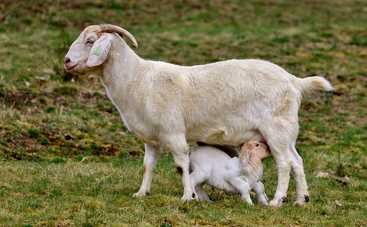 ТОП-7 причин, почему именно козье молоко - достойный аналог грудного молока матери