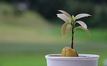 Как вырастить авокадо в домашних условиях