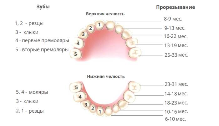 Как режутся зубы у детей фото таблица
