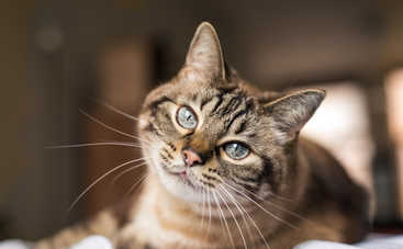 Породы кошек для каждого знака Зодиака: какая кошка подойдет вам?