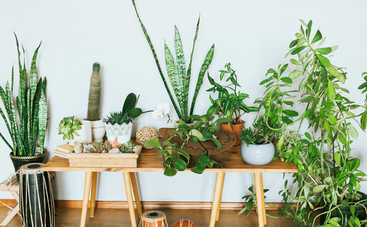 ТОП-4 опасностей комнатных растений для младенцев