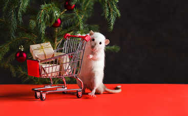 ТОП-5 способов узнать будущее на Новый год: интересные гадания