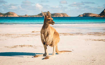 Пятилетний мальчик спас сестру от агрессивного кенгуру