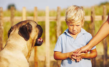 Что делать, если ребенок боится животных