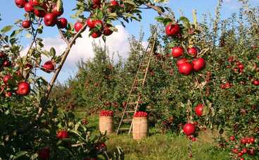 Яблочный спас: что можно и нельзя делать на Преображение Господне