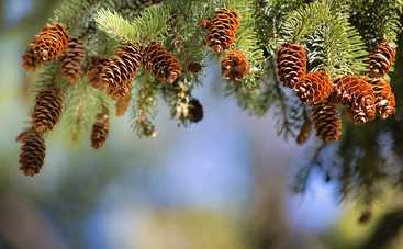 Какое дерево нельзя сажать возле дома: рассказываем о популярных суевериях