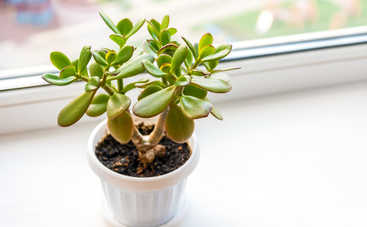 Куда поставить в доме денежное дерево, чтобы привлечь богатство?