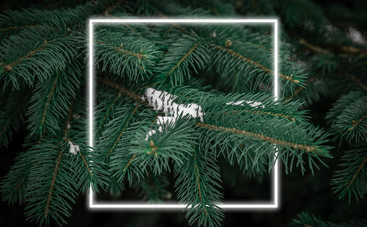 Живая VS искусственная елка: что выбрать для празднования Нового года с ребенком