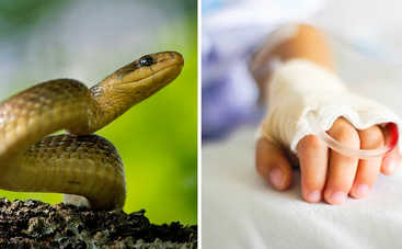 У 6-летней девочки гангрена после укуса гадюки: как избежать трагедии – эксперт