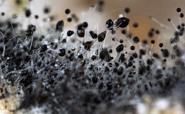 Черная плесень: опасна ли украинцам? Ответ доктора Комаровского