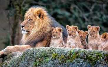 Тест: на каких животных похожи члены вашей семьи