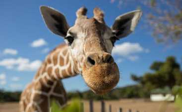 Куда пойти всей семьей: отметьте День жирафа в КиевЗоо