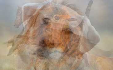 Тест по картинке: какое животное вы увидели первым?