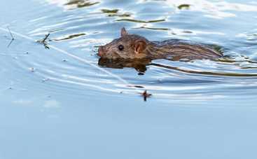 Болезнь грязных водоемов – лептоспироз: как не стать ее жертвой – врач