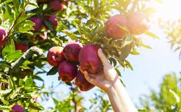 Тест: выберите плоды и узнайте что-то новое о себе