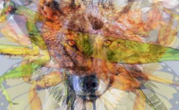 Тест по картинке: что вы увидели первым?