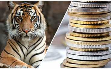Нацбанк вводит монету "Год Тигра" номиналом 5 грн