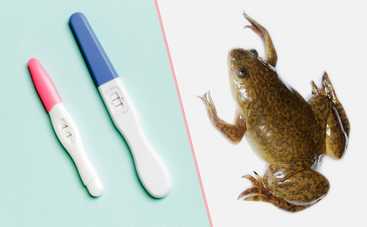 Лягушка вместо теста на беременность: точность результата 98%