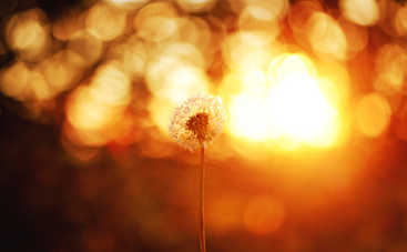 В країні сонячних зайчиків. Розділ №2 – Веснянка