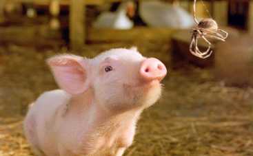 ТОП-3 чудесных фильма о говорящих животных