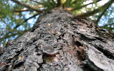 Американская телеведущая заявила, что леса Гаити съели дети (видео)