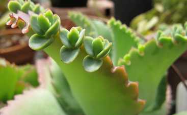 Аптечка на подоконнике: «Зеленый хирург» каланхоэ