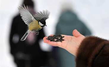 Развиваем малышей: кормим синичек с ладошки