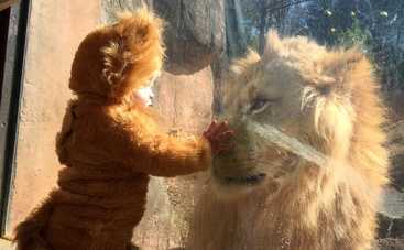 Малыш в костюме львенка встретился с настоящими львами (видео)