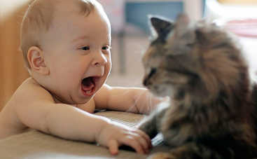 Пуси-пуси, кири-кири: как подзывают котов в разных странах мира (тест)