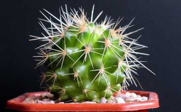 ТОП-10 самых опасных для детей комнатных растений