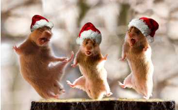 ТОП-5 необычных сюрпризов для новогоднего праздника