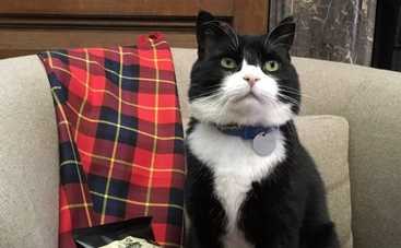 Кот Палмерстон из британского МИД обзавелся личным почетным караулом (фото)