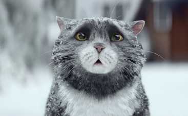 Кот, который чуть не испортил всем Рождество (видео)