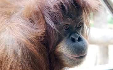Орангутан поцеловал беременную в живот и довел ее до слез (видео)