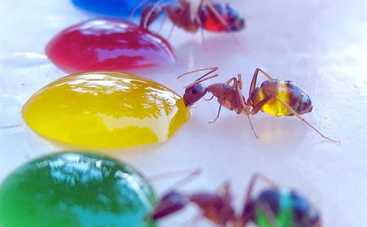 Пусть знает: 10 прозрачных животных, которые действительно существуют