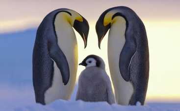 8 лучших отцов в мире животных: когда папа лучше мамы