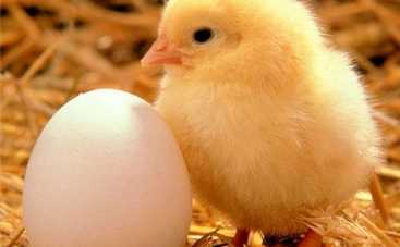 Сальмонеллез у детей: какая еда опасна