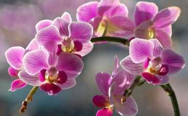 Любимая орхидея: как размножить цветок в домашних условиях