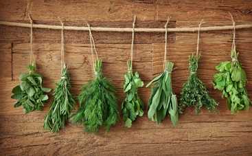 Мамин блокнот: как правильно хранить свежую зелень