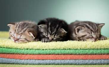 Как сделать забавных зверушек из махрового полотенца: мастер-класс видео