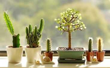 Кактус в доме: 5 примет, которые надо знать обязательно