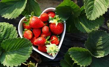 Что приготовить из клубники: 4 лучших десерта на скорую руку