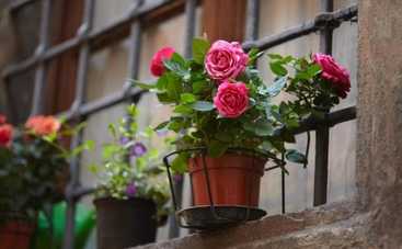 Как вырастить розовый куст из срезанной розы: 3 проверенных способа